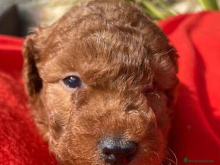 Caniche Toy perros Caniche Macho 7350 de Camila - AQUANATURA en Barcelona - Anuncio 21