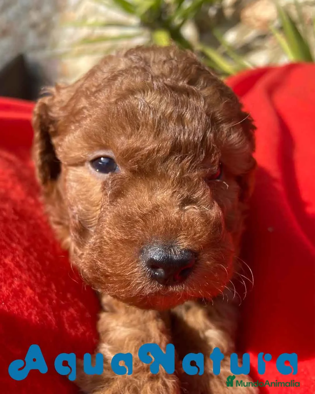 Caniche Toy perros en venta: Caniche Macho 7350 de Camila - AQUANATURA en Barcelona - Anuncio 1