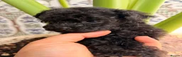 Caniche Toy perros en venta: EXCLUSIVOS CANICHES TOY PREMIUM - Anuncio 3