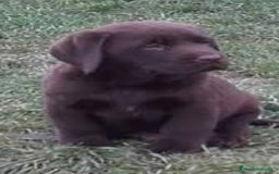Labrador Retriever perros en venta: labrador 490€ real  - Imagen 3