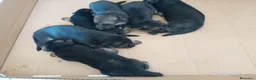Pastor Alemán perros en venta: Cachorros pastor aleman - Anuncio 2