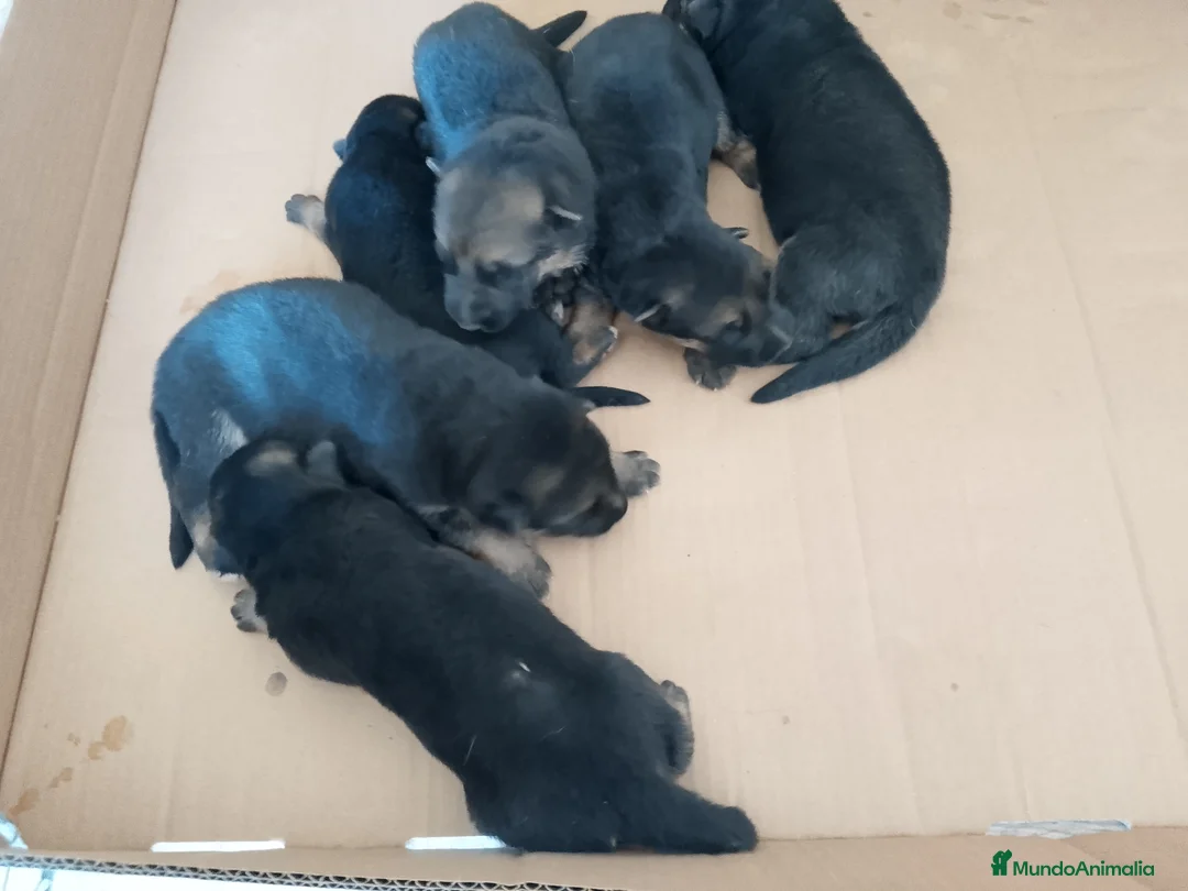 Pastor Alemán perros en venta: Cachorros pastor aleman - Anuncio 2