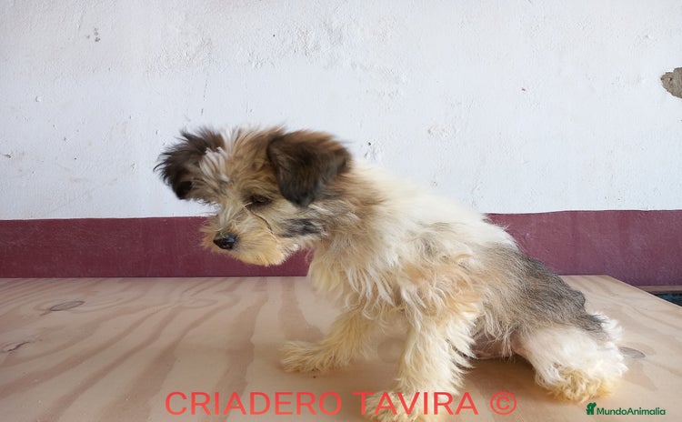 Perro Crestado Chino perros - Propaganda 9