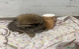 Pomerania perros en venta: Lulu pomerania mini toy  - Imagen 15