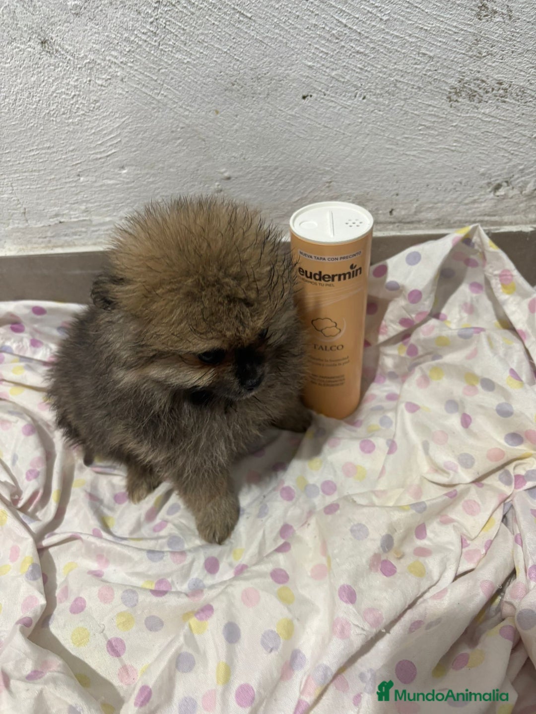 Pomerania perros en venta: Lulu pomerania mini toy  - Imagen 15