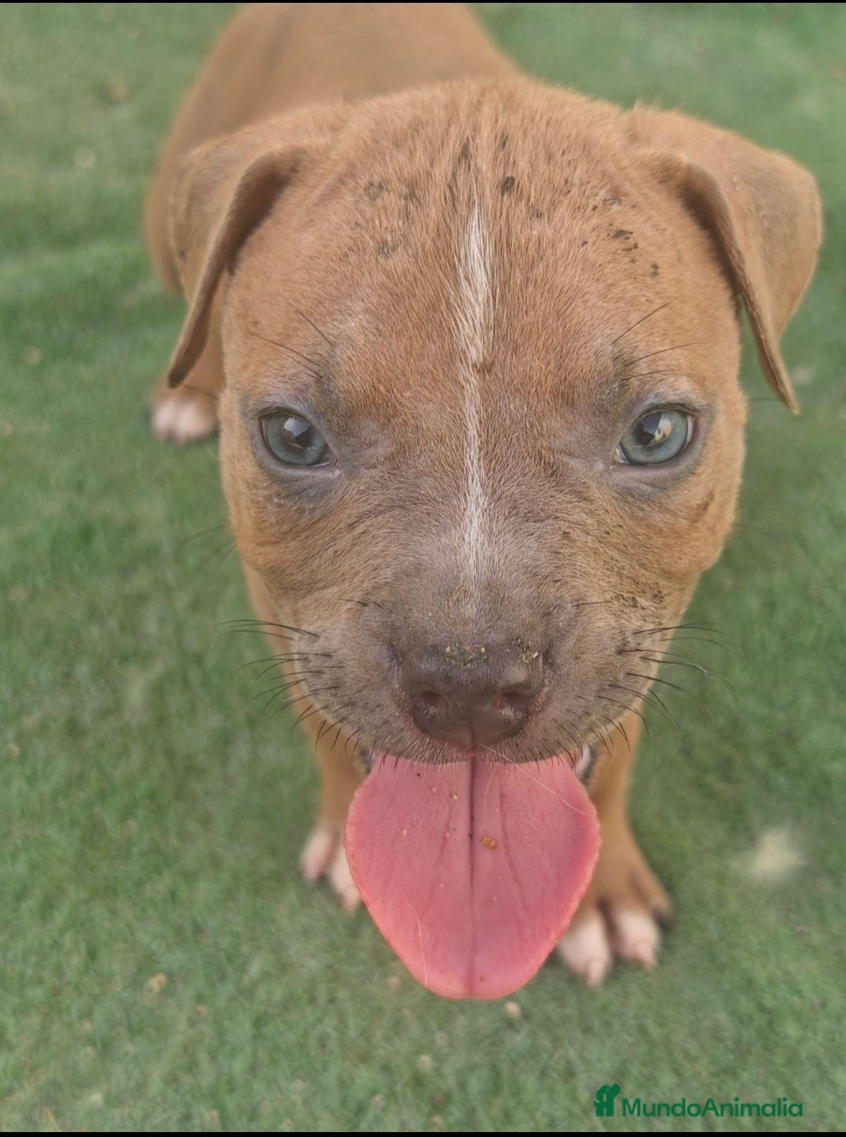 American Bully perros American bully - Anuncio 2