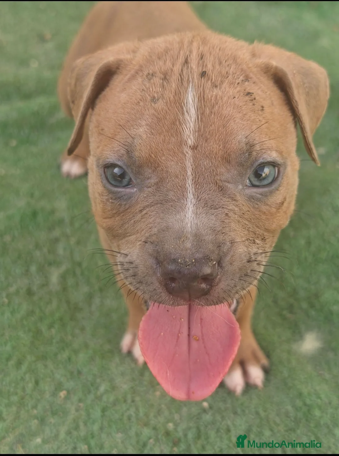American Bully perros en venta: American bully - Anuncio 1
