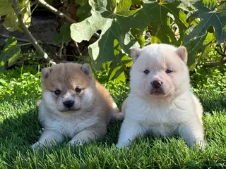 Shiba Inu perros CAMADA SHIBA INU DISPONIBLE - Anuncio 1