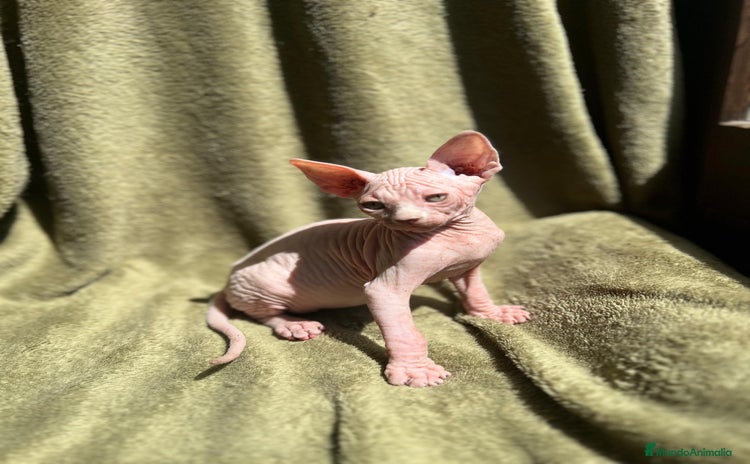 Sphynx gatos - Propaganda 1