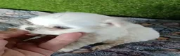 Bichón Maltés perros en venta: Camada de bichon maltés toy 100x100 koreanos - Anuncio 2