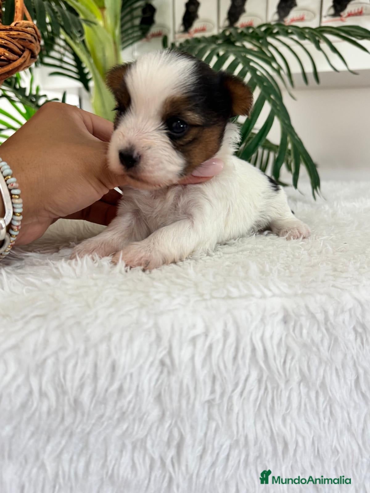 Yorkshire Terrier perros YORKSHIRE BIEWER - Anuncio 1