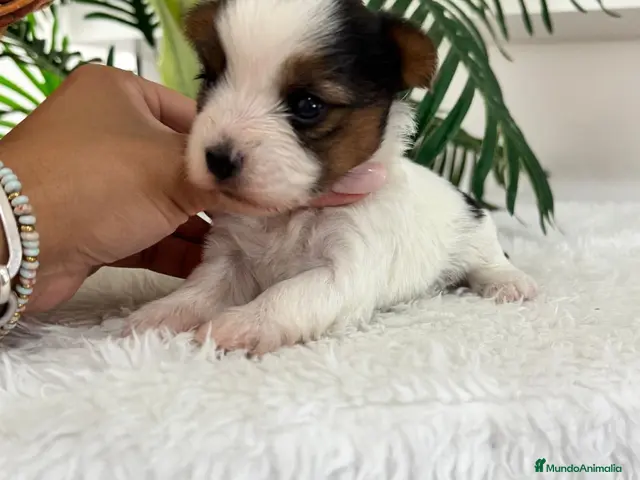 Yorkshire Terrier perros en venta: YORKSHIRE BIEWER - Anuncio 1