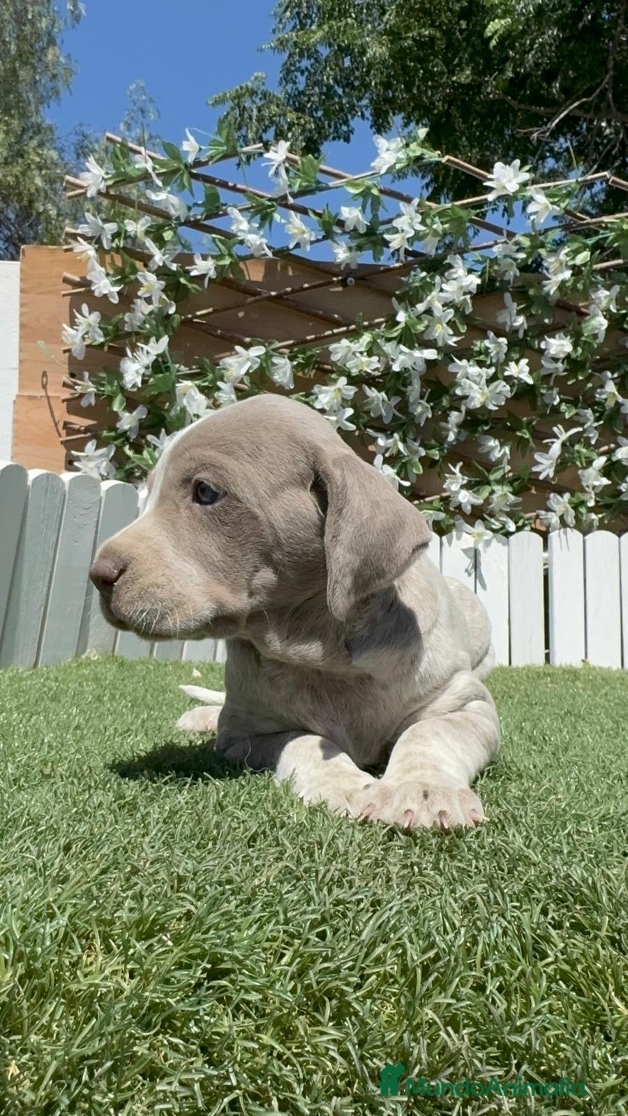 Braco Alemán de Pelo Corto perros en venta: BRACO ALEMAN - Anuncio 10