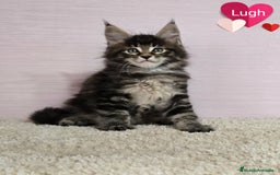 Maine Coon gatos en venta: Gatitos Maine Coon - Imagen 4