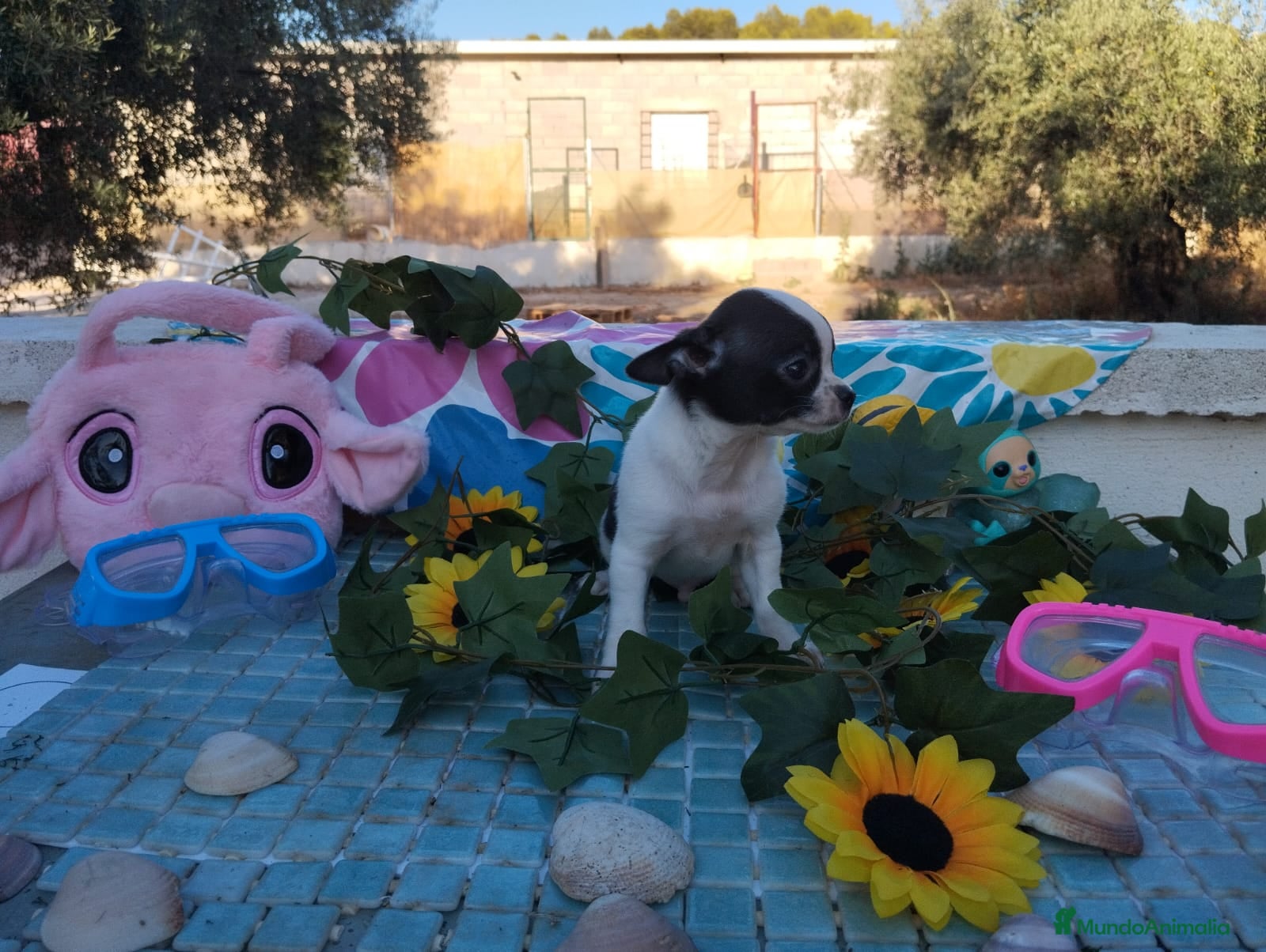 Chihuahua perros CHIHUAHUAS TOYS  - Anuncio 1