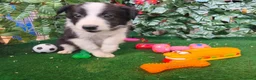 Border Collie perros en venta: Borde collie  - Anuncio 3