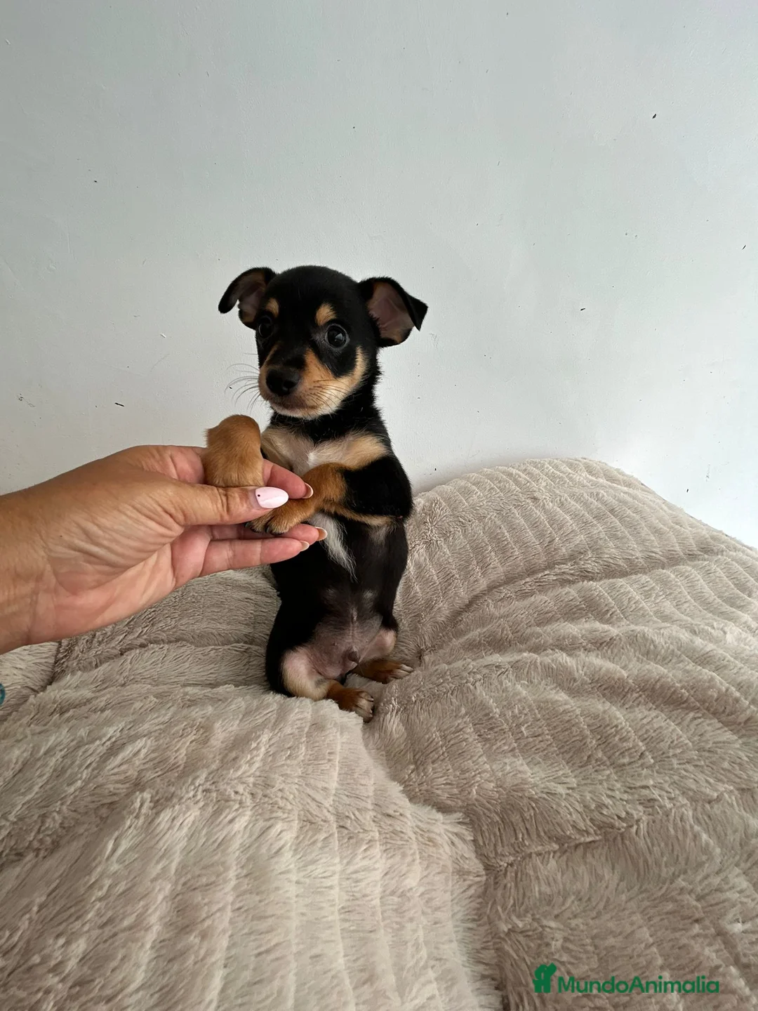 Chihuahua perros en venta: Chihuahua  - Anuncio 4
