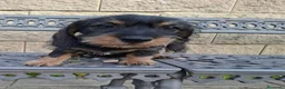 Teckel perros en venta: Teckel Standard Pelo Duro - Anuncio 2