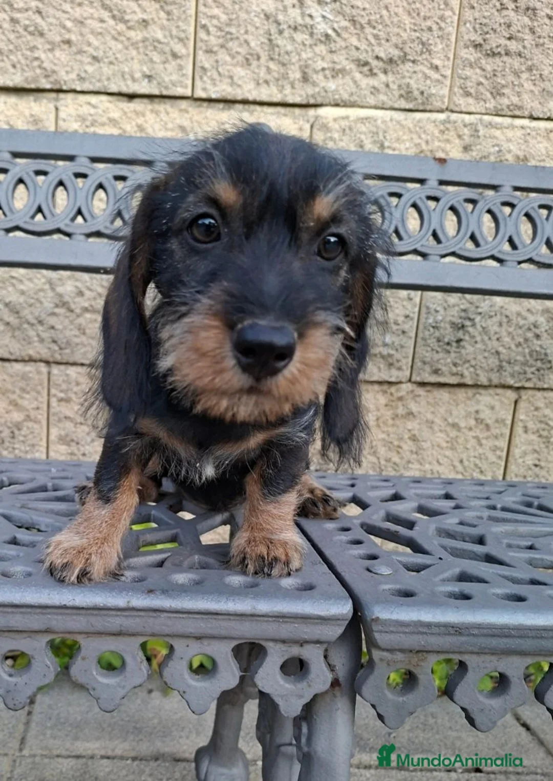 Teckel perros en venta: Teckel Standard Pelo Duro - Anuncio 2
