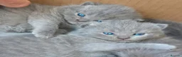 Británico de Pelo Corto gatos en venta: Gatitos Brithish shorthair y Scottish fold  - Anuncio 4