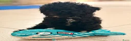 Caniche Toy perros en venta: CANICHE TOY 50% LÍNEA COREANA - Anuncio 3