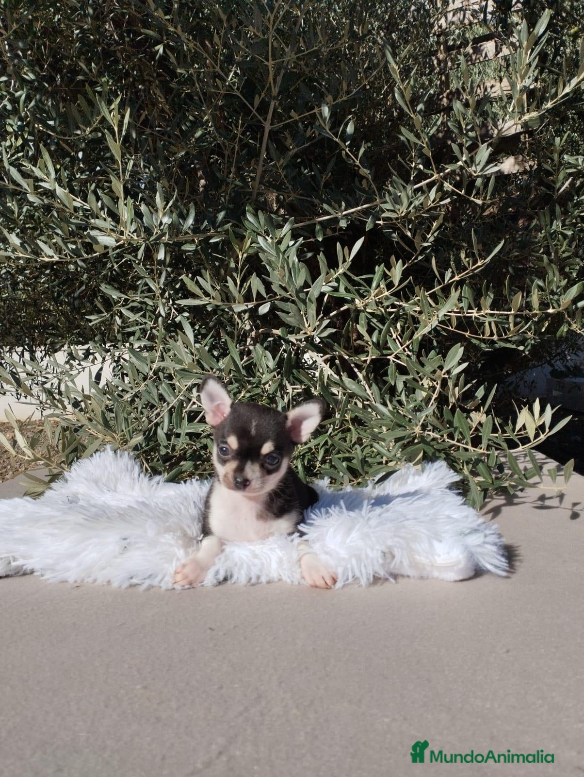 Chihuahua perros en venta: CHIHUAHUAS TOYS - Anuncio 1