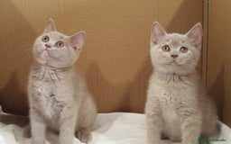 Británico de Pelo Corto gatos en venta: British Shorthair última hembra  - Imagen 14