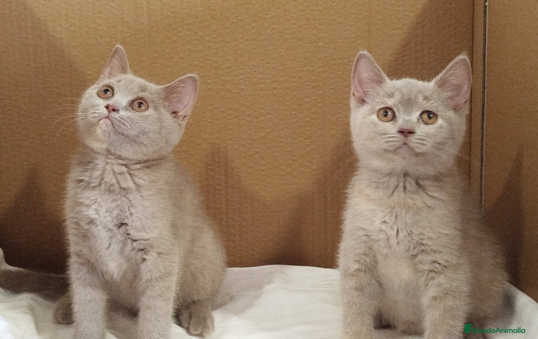 Británico de Pelo Corto gatos en venta: British Shorthair última hembra  - Imagen 14