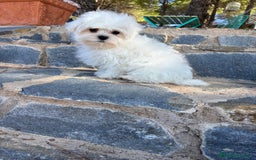 Bichón Maltés perros en venta: Bichon maltés toy macho listo para entregar!! - Imagen 2