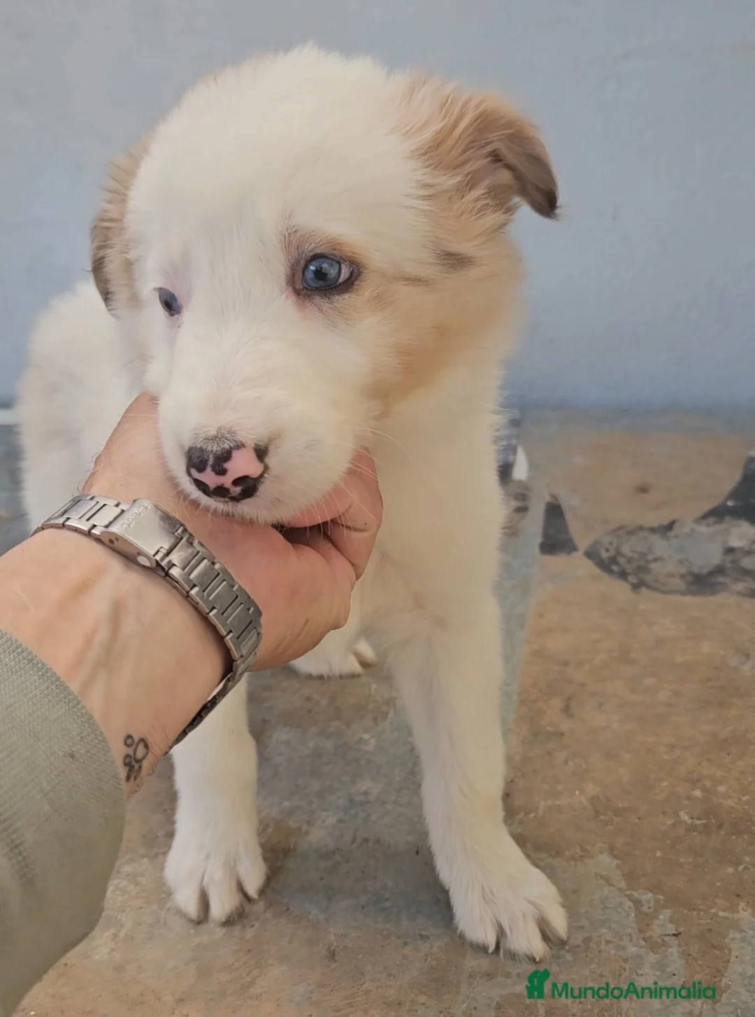 Border Collie perros en venta: Excelente cachorro border collie  - Anuncio 1