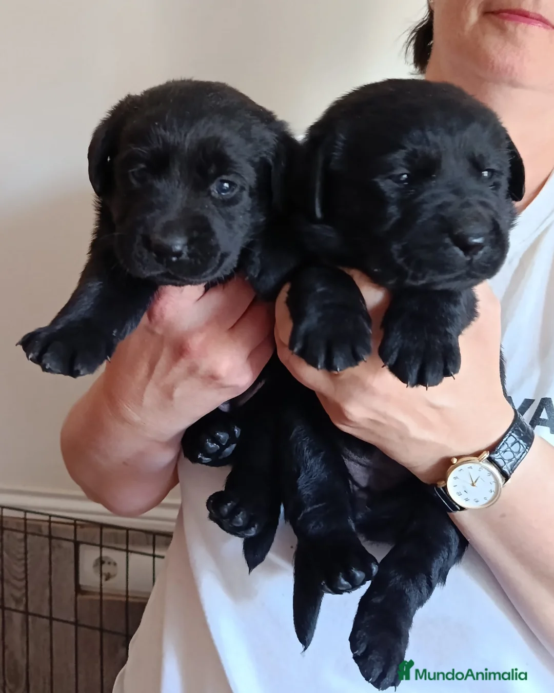 Labrador Retriever perros en venta: Labradores de  Quercuscan  - Anuncio 1
