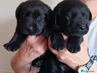 Labrador Retriever perros Labradores de Quercuscan - Anuncio 2