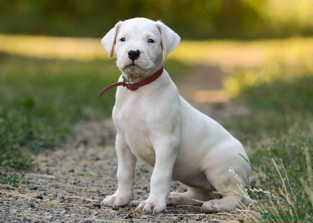 Dogo Argentino perros en venta: CACHORROS DE DOGO ARGENTINO , EXCELENTE LINEA !! - Anuncio 5
