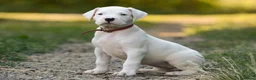 Dogo Argentino perros en venta: CACHORROS DE DOGO ARGENTINO , EXCELENTE LINEA !! - Anuncio 5