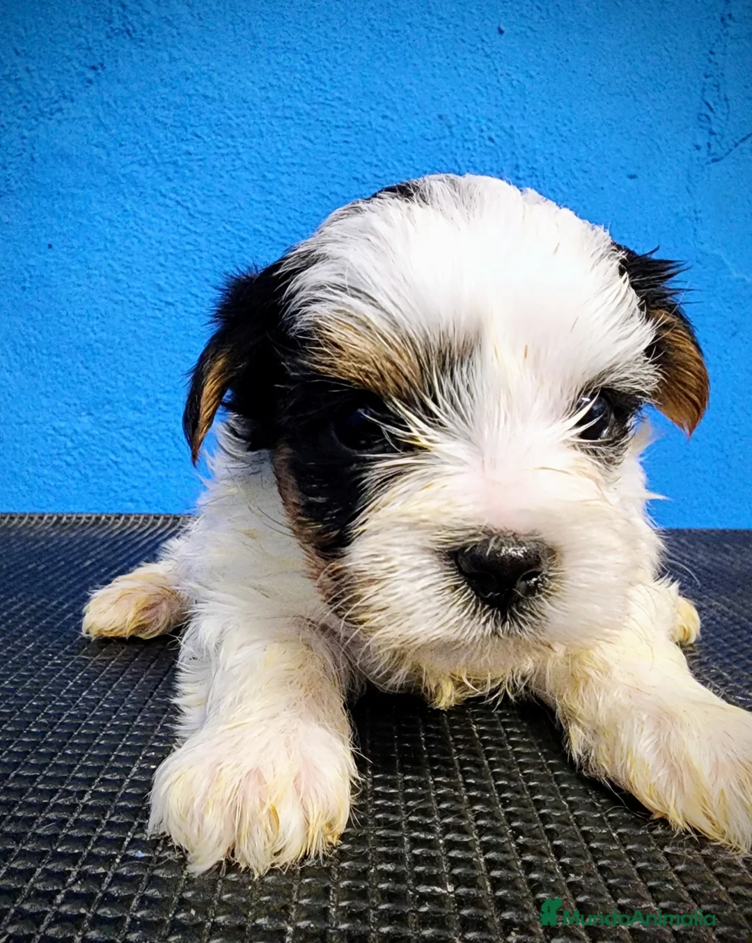 Biewer Yorkshire Terrier a la Pom Pon perros en venta: Yorkshire biewer precio real - Anuncio 16