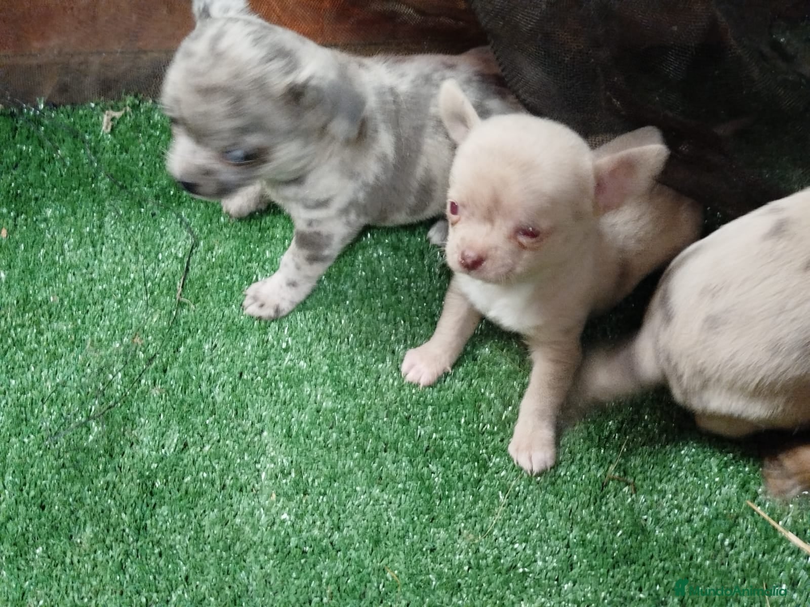 Chihuahua perros Espectacular camada de  chihuahuas  - Anuncio 2