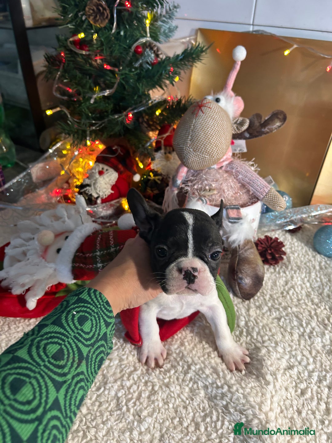 Bulldog Francés perros en venta: Bulldog francés  - Anuncio 3