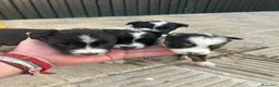 Border Collie perros en venta: Bordell collin Espectaculares Cálidad Maxima - Anuncio 8