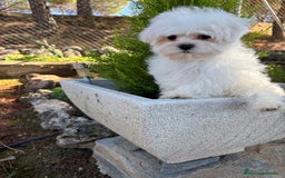 Bichón Maltés perros en venta: Bichon maltés toy listo para entregar  - Imagen 7