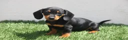 Teckel Miniatura perros en venta: Teckel Miniatura  - Anuncio 18