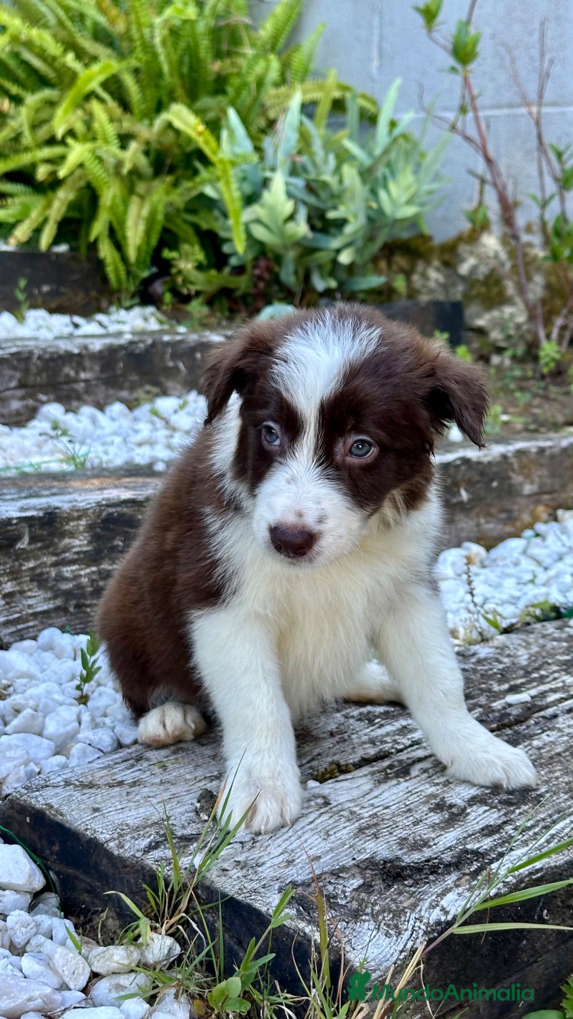 Border Collie perros Border collie chocolate  - Anuncio 3