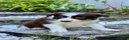 Border Collie perros en venta: Border collie chocolate  - Anuncio 1