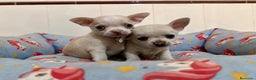 Chihuahua perros en venta: Cachorros chihuahuas color blanco y crema - Anuncio 1
