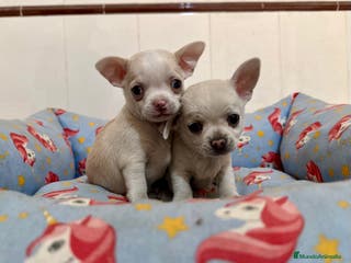 Chihuahua perros Cachorros chihuahuas color blanco y crema - Anuncio 29
