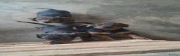Teckel perros en venta: Teckel  - Anuncio 1