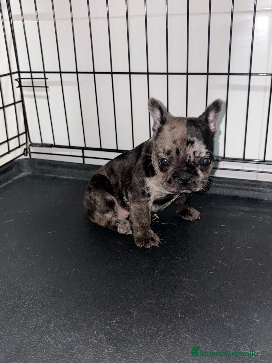 Bulldog Francés perros en venta: Cachorra bulldog francés merle - Anuncio 9