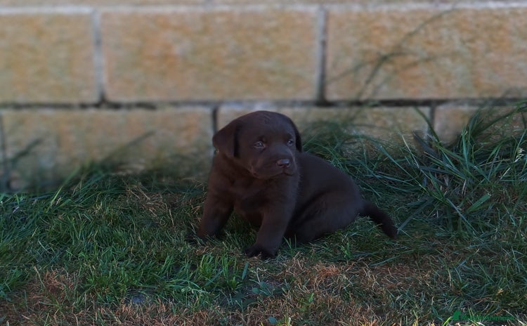 Labrador Retriever perros - Propaganda 1