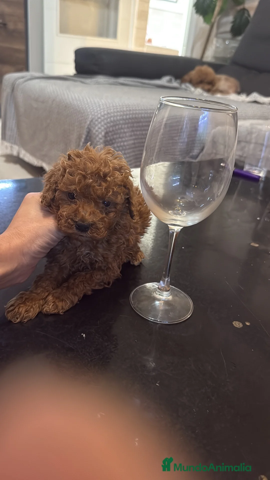 Caniche Toy perros en venta: Caniche Toy  - Anuncio 1