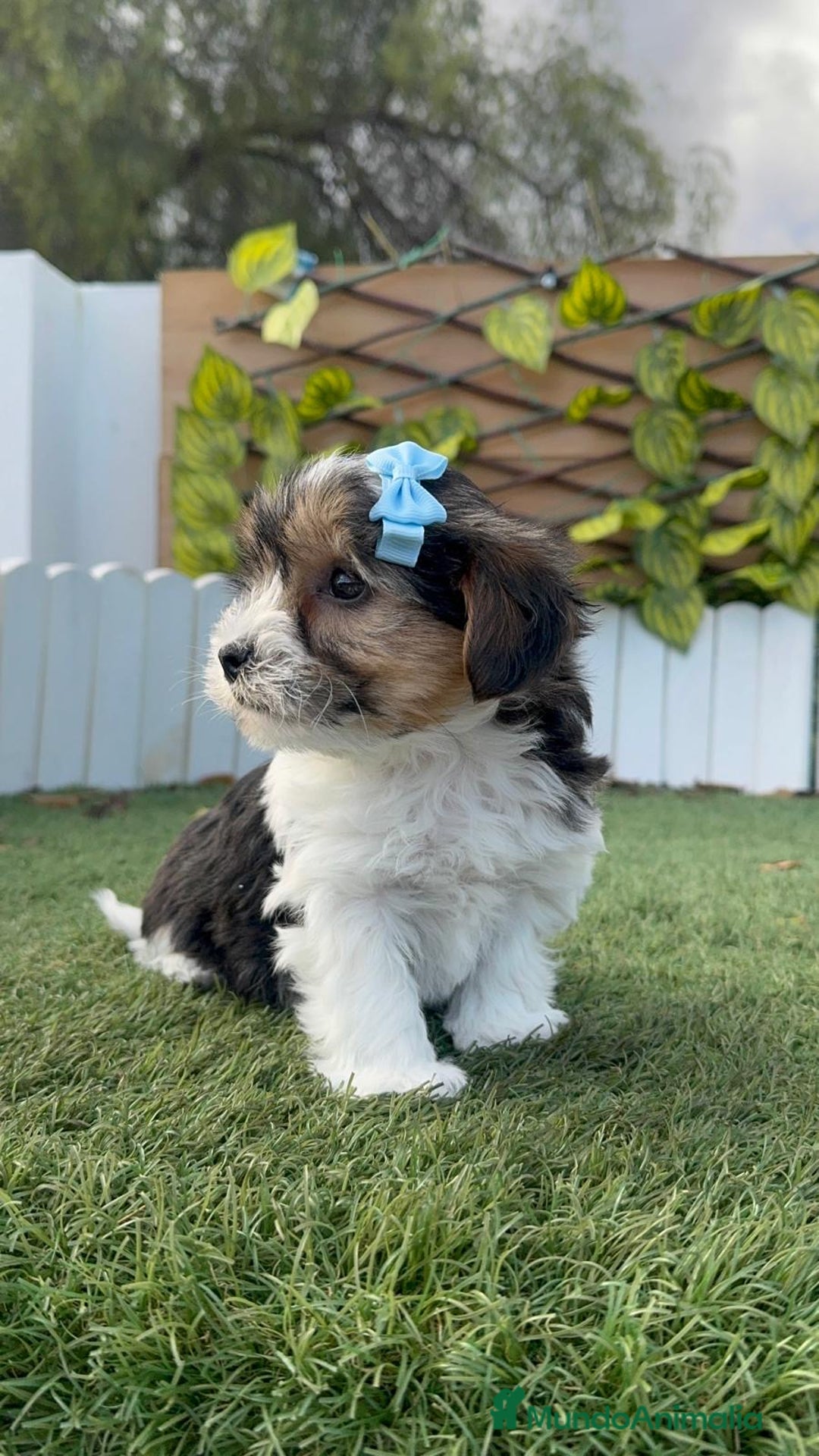 Yorkshire Terrier perros en venta: YORKSHIRE BIEWER - Anuncio 4