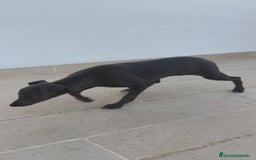 Pequeño Lebrel Italiano perros en venta: Pequeño lebrel Italiano macho  - Anuncio 3